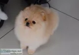 Pomeranian puppies for sale-^^