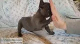  female blue french bulldog ready now