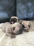  males and females french bulldog puppie