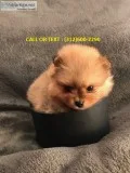  pomeranian puppies*-/