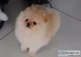 Pomeranian puppies=