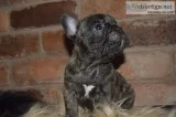 Loving french bulldog puppy ready