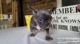 Sweetest french bulldog ready to go now