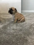 Bulky french bulldog puppies 