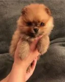 Pomeranian puppies for sale+*-