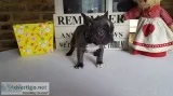 Awesome french bulldog akc reg