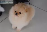 Playful pom puppies available+/*