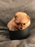 $cute pomeranian puppies available
