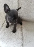 Best ever french bulldog ready now