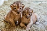 Lion cubs for sale
