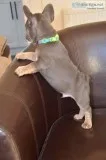Charming french bulldog ready