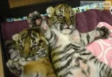Great tiger cubs for sale