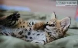 Serval cubs for sale