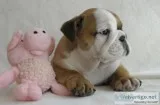 English bulldog for sale on affordable p