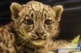 Leopard cubs for sale