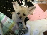 Fennec fox for sale