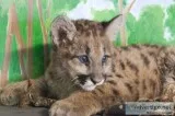 Cougar cubs for sale