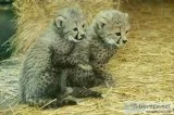 Cheetah cubs for sale