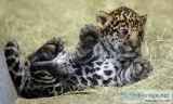 Jaguar cubs for sale
