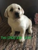 Ledt labrador retriever puppies