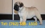 Lrwhs pug puppies for sale