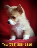 Rmfg pembroke welsh corgi puppies
