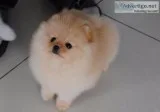 Beautiful pomeranians for sale*