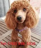 Rbfp mini/toy poodle puppies for sale