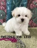 Zdnf maltese puppies for sale