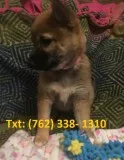 Bfyt shiba inu puppies for sale