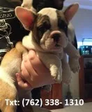 Pfjm french bulldog puppies for sale