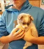 Pomeranian 4 pups