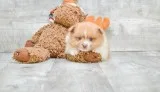 Blake is a friendly male pomeranian 