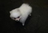 Cream parti male?pet only