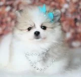 Baby is the little girl photo?d 