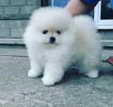 Pomeranian