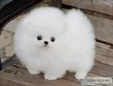 Akc pom puppies
