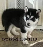Eljn alaskan malamute puppies for sale