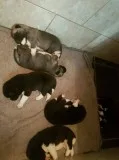 American akita pups for sale