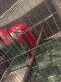 Ddddred and green macaw-full set up