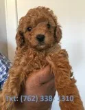 Gdhi mini/toy poodle puppies for sale