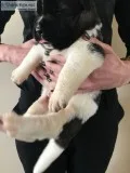 Akita puppys no time wasters pls