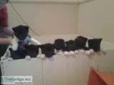 American akita puppies ready to go now