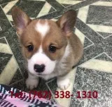 Qmij pembroke welsh corgi puppies