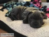 Bhnjn staffordshire bull terrier