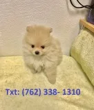 Rpks pomeranian puppies for sale