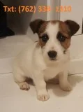 Huhn jack russell terrier puppies