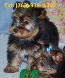 Viegh yorkshire terrier puppies for sale