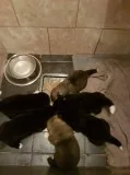 Beautiful akita puppies