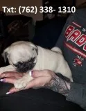 Dkfn pug puppies for sale